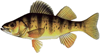 Lake Erie Perch